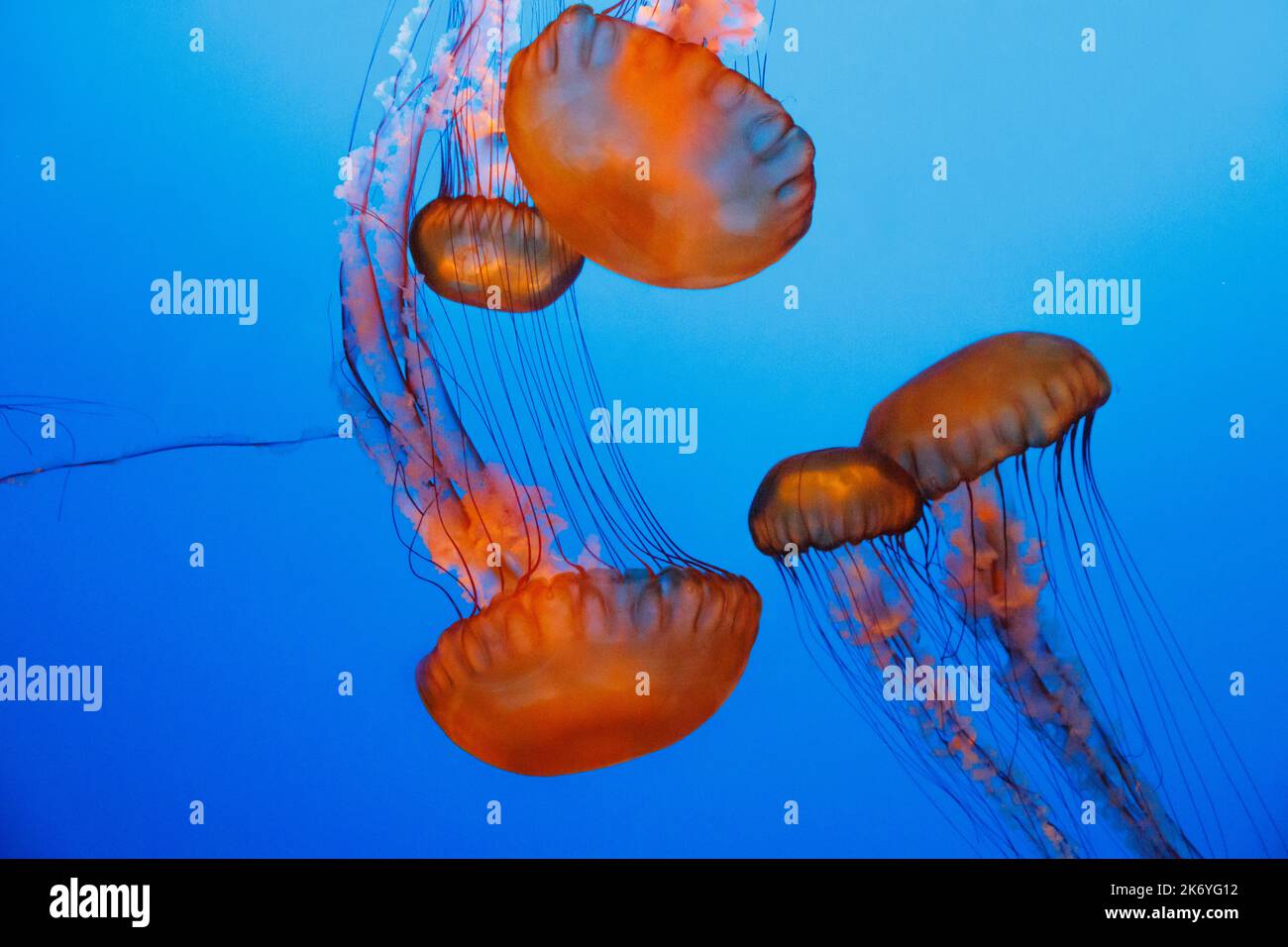 Ortie de mer - un énorme méduse orange profond de l'océan Banque D'Images