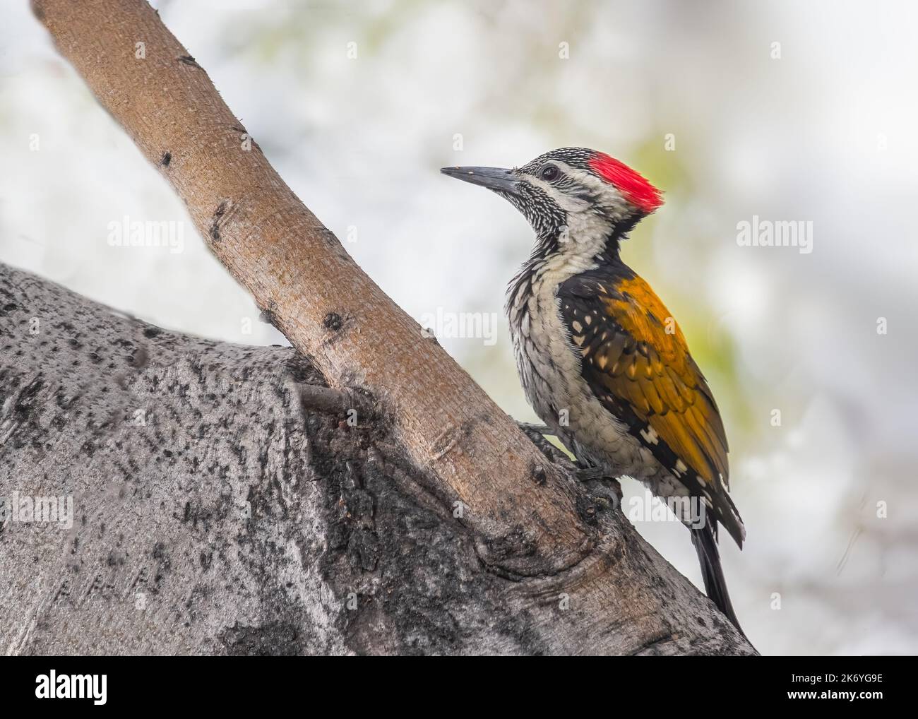 Un petit pic doré sur un arbre à la recherche de nourriture Banque D'Images