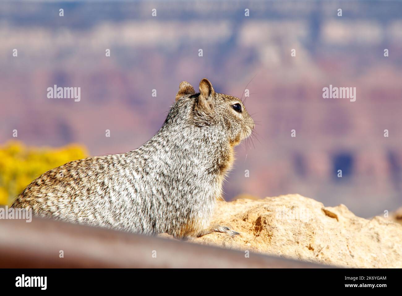 Écureuil sur le rocher dans le parc national du Grand Canyon en Arizona. Faune du Gran Canyon. Rive sud du Grand Canyon Banque D'Images