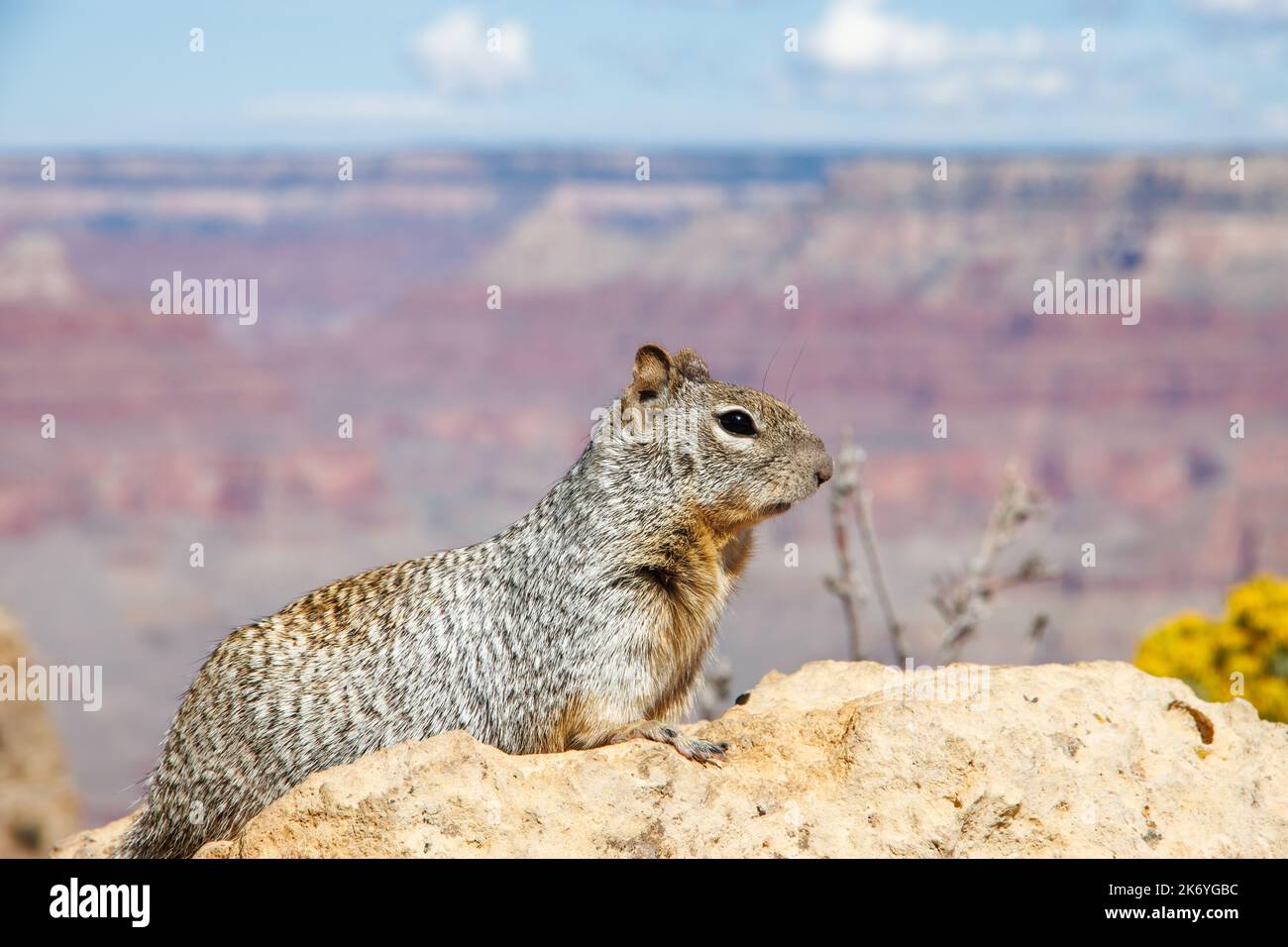 Écureuil sur le rocher dans le parc national du Grand Canyon en Arizona. Faune du Gran Canyon. Rive sud du Grand Canyon Banque D'Images