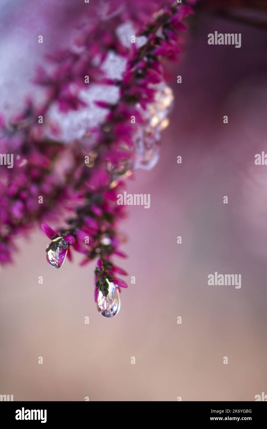 Bruyère commune, Calluna vulgaris, fleurs couvertes de gouttes d'eau congelées. Arrière-plan flou flou avec effet de flou flou. Banque D'Images