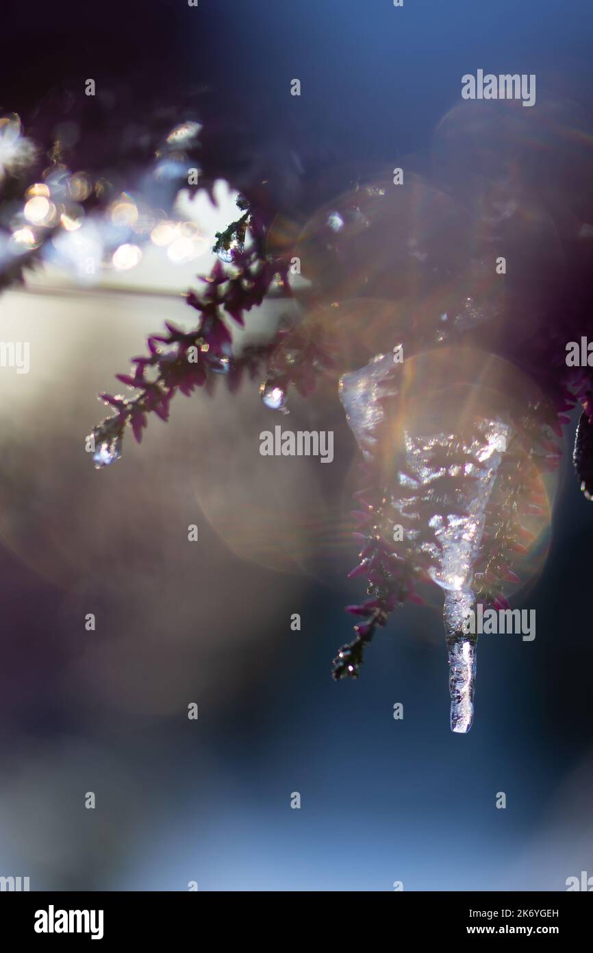 Bruyère commune, Calluna vulgaris, fleurs couvertes de cristaux de glace et de glaçons. Arrière-plan flou flou avec effet de flou flou. Banque D'Images
