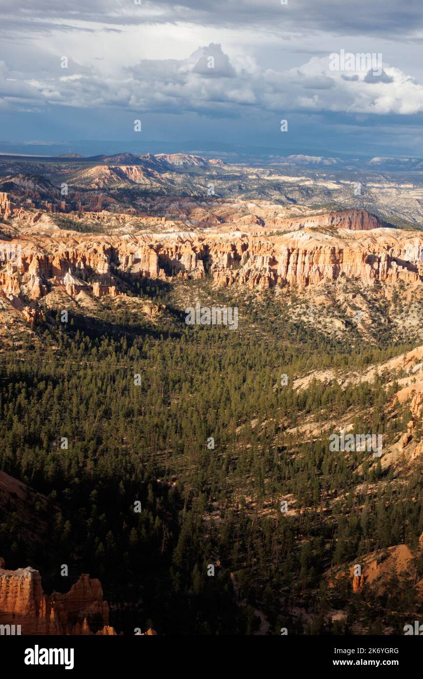 Bryce Canyon - roches piquantes rouges dans le canyon de Bryce dans l'Utah. L'amphithéâtre du canyon de Bryce surplombe de fascinantes roches rouges et orange à l'heure d'or Banque D'Images