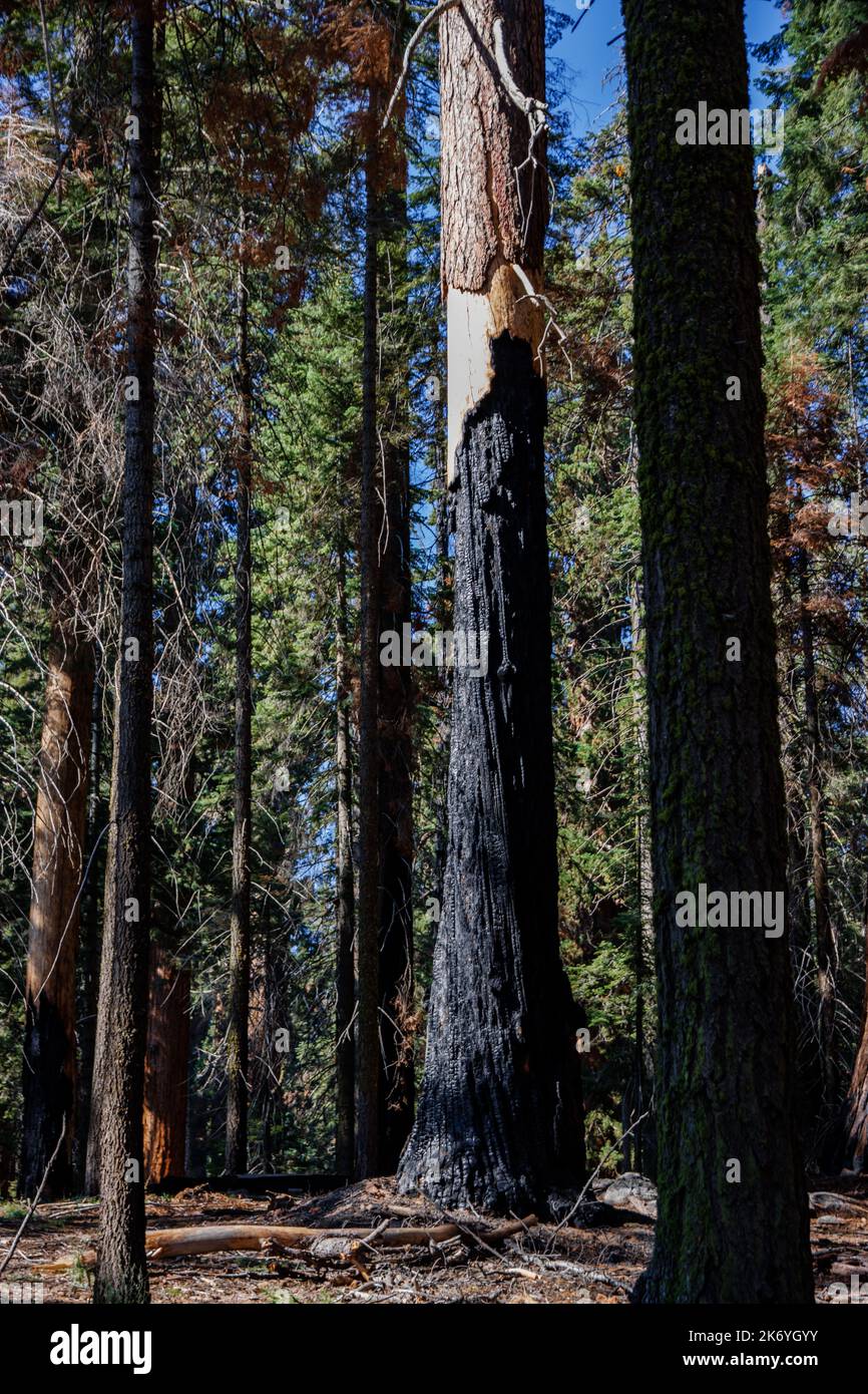 Séquoias brûlés dans le parc national de Sequoia après un énorme feu de forêt à l'été 2022 Banque D'Images