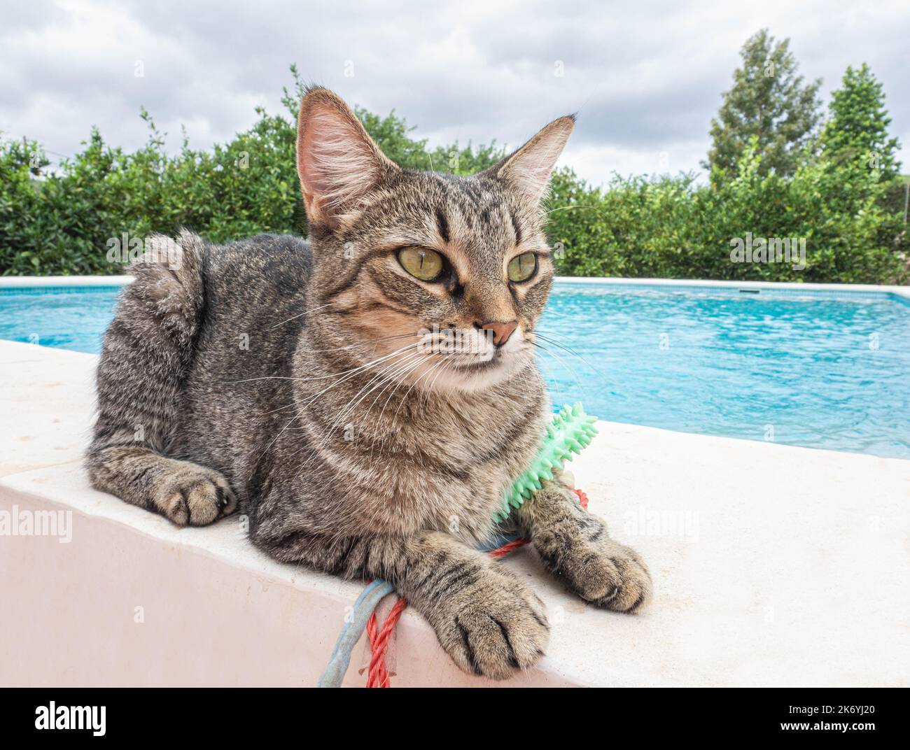 La face d'un chat tabby intelligent Banque D'Images