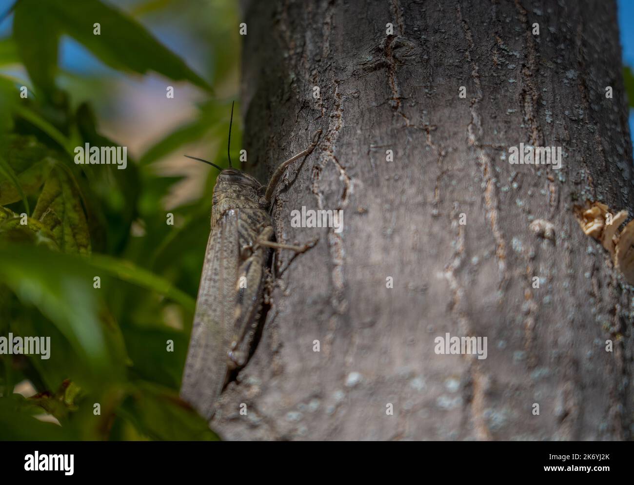Gros plan d'un criquet pèlerin (Locusta migratoria) Banque D'Images