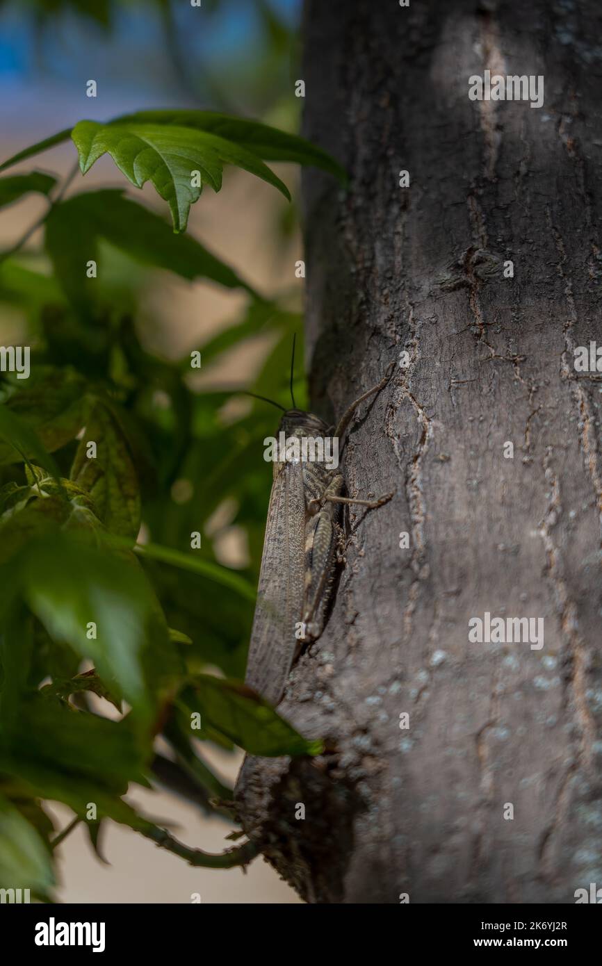 Gros plan d'un criquet pèlerin (Locusta migratoria) Banque D'Images