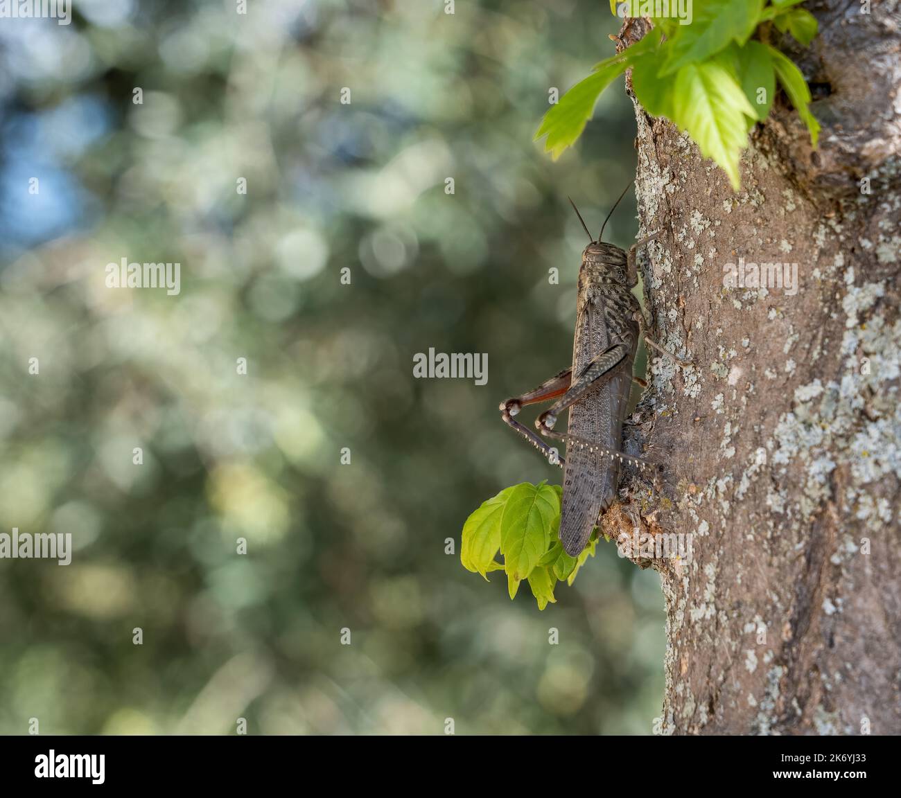 Gros plan d'un criquet pèlerin (Locusta migratoria) Banque D'Images