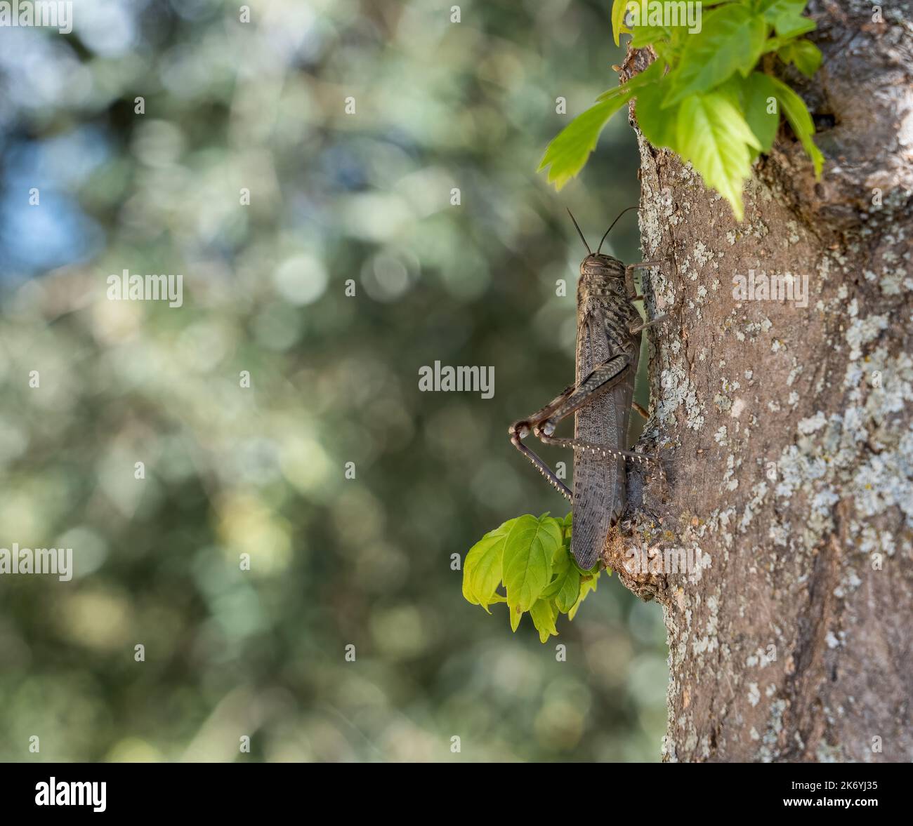 Gros plan d'un criquet pèlerin (Locusta migratoria) Banque D'Images