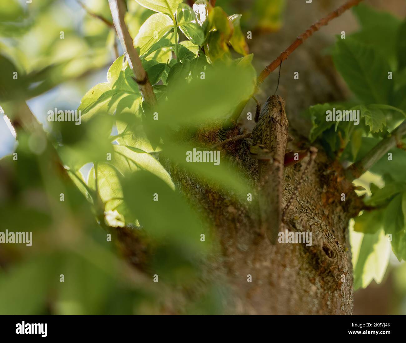 Gros plan d'un criquet pèlerin (Locusta migratoria) Banque D'Images