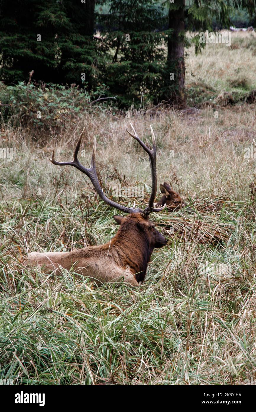 Elk avec ses gros bois ramifiés qui se trouvent dans le champ près de la route en Oregon Banque D'Images