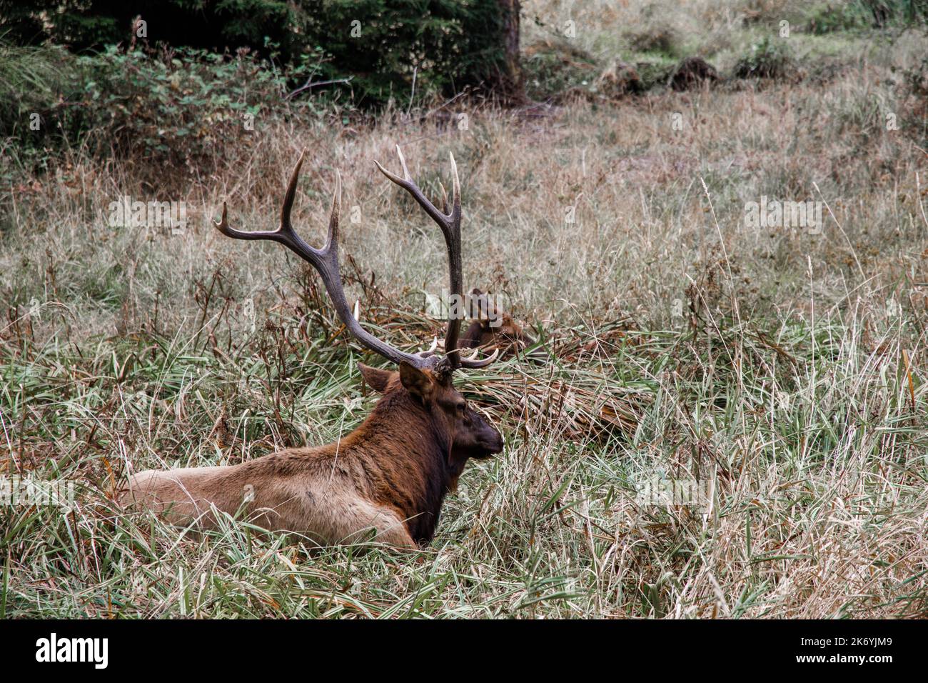 Elk avec ses gros bois ramifiés qui se trouvent dans le champ près de la route en Oregon Banque D'Images