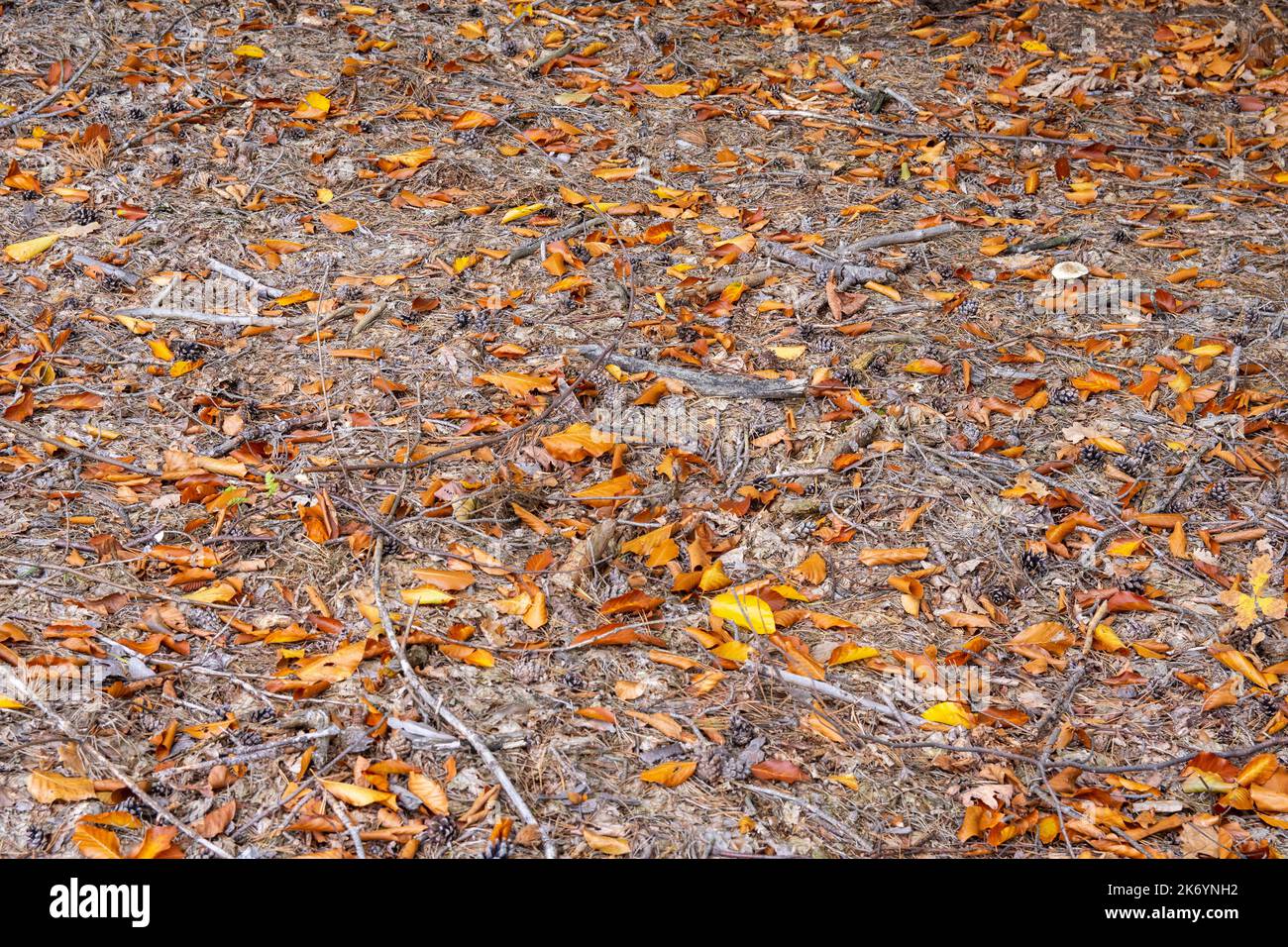 Forêt d'automne et paillis avec sous-croissance le jour ensoleillé. Banque D'Images