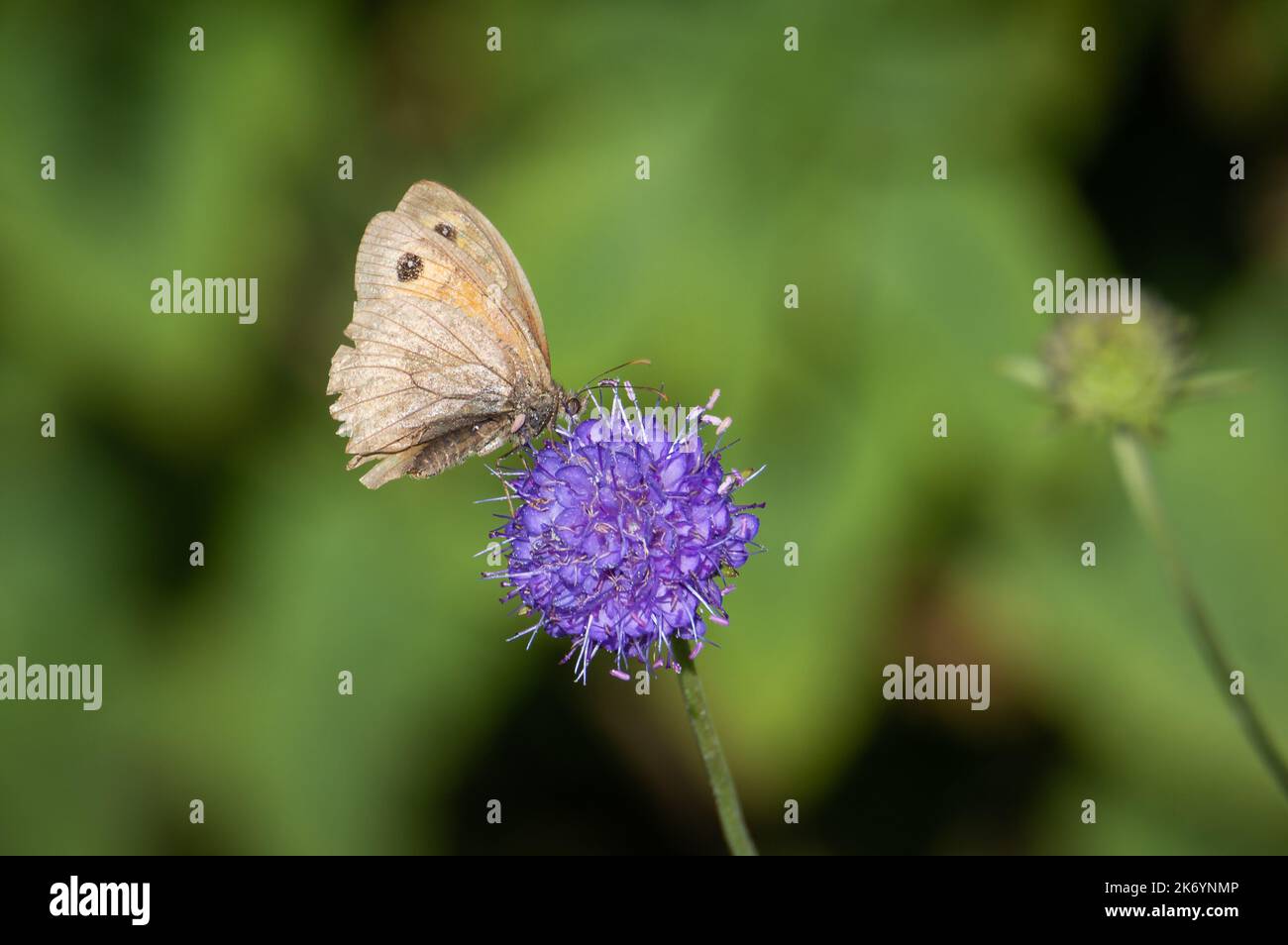 Meadow Brown papillon à la recherche d'un peu tatty sur une fleur scabieuse du diable Banque D'Images