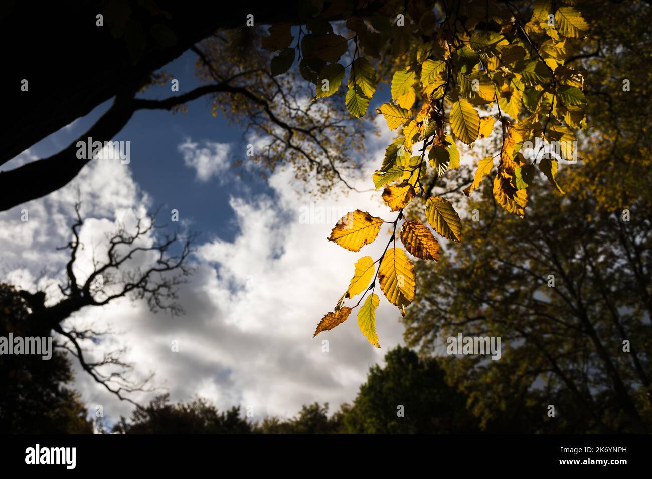 Sunglight tombe sur des feuilles d'or à l'automne 2022 au coeur du Lancashire. Banque D'Images
