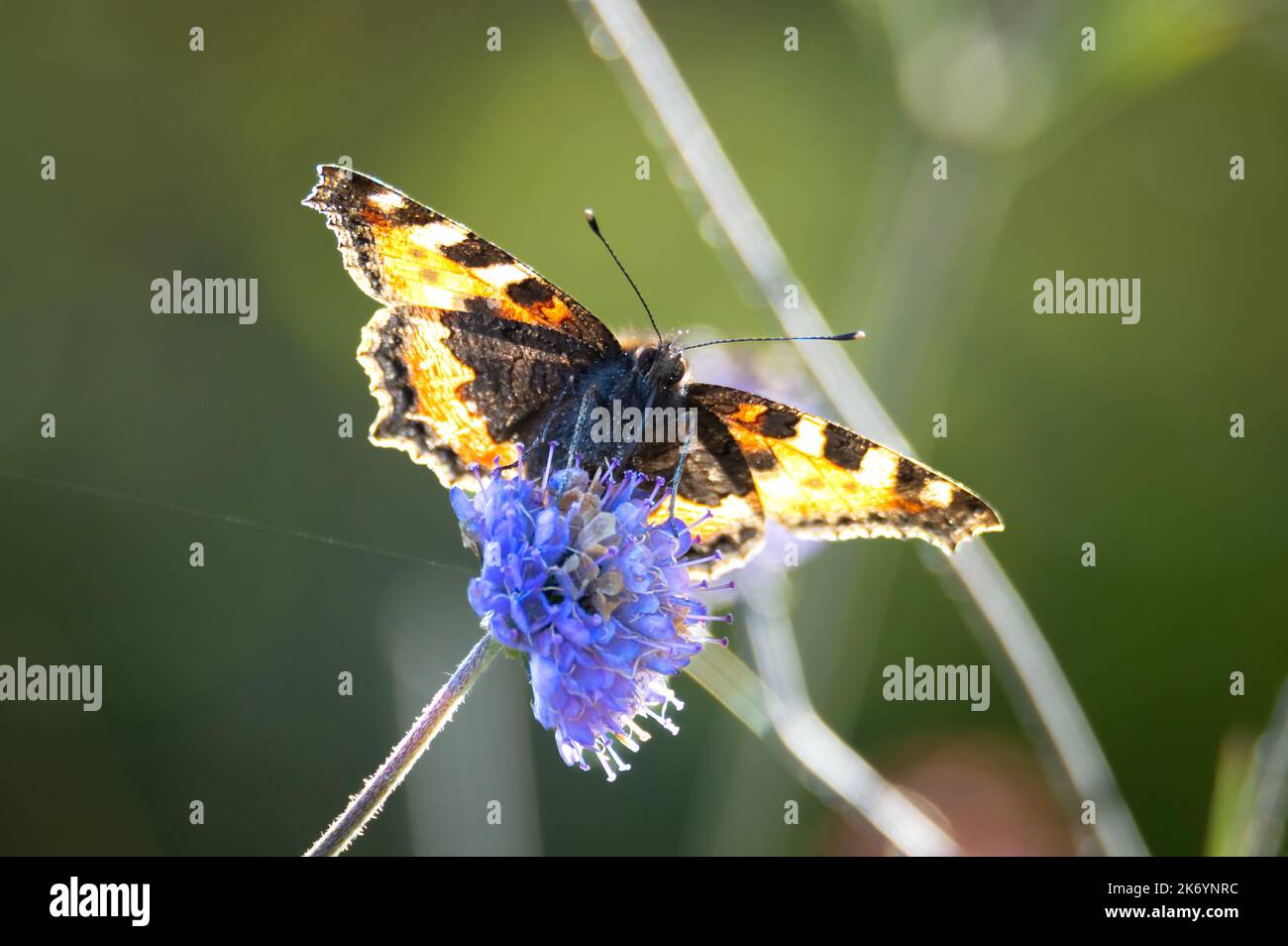 Petit papillon Tortoiseshell avec la lumière qui se hante à travers ses ailes Banque D'Images