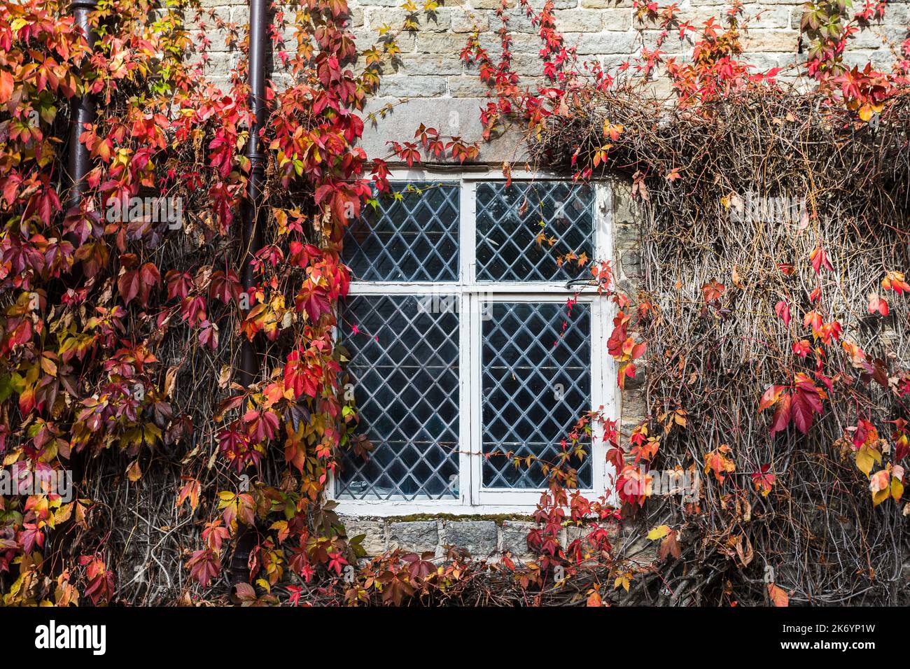 Feuilles rouges représentées autour d'une vieille fenêtre à l'extérieur d'un bâtiment du Lancashire vu en octobre 2022. Banque D'Images