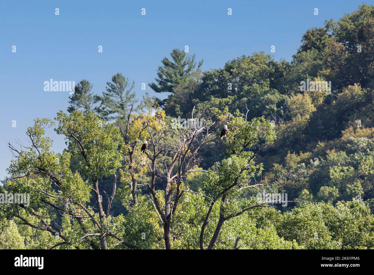 Aigles sur le fleuve Mississippi supérieur. Une paire d'aigles dans les arbres au bord de la rivière près de Winona, Wisconsin Banque D'Images