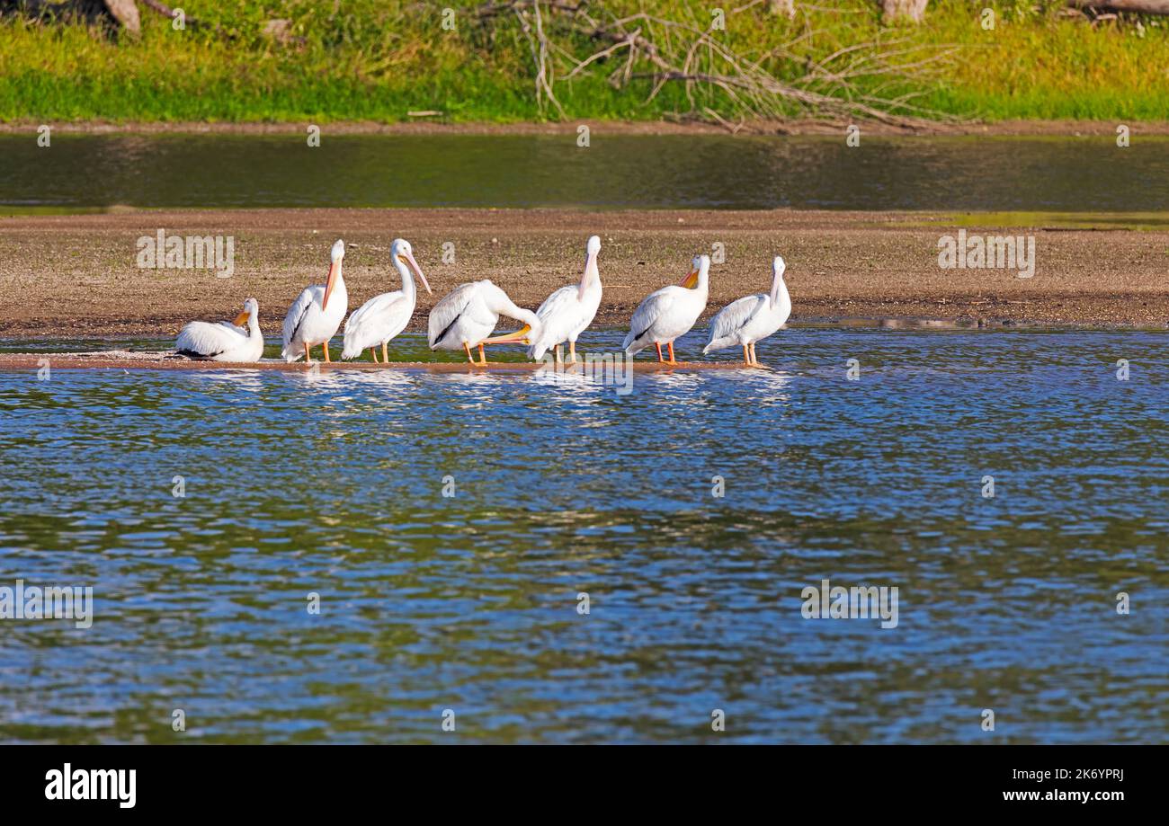 Pélicans blancs américains, Pelecanus erythrorhynchos, toilettage sur une broche de sable sur le Haut Mississippi, Iowa Banque D'Images