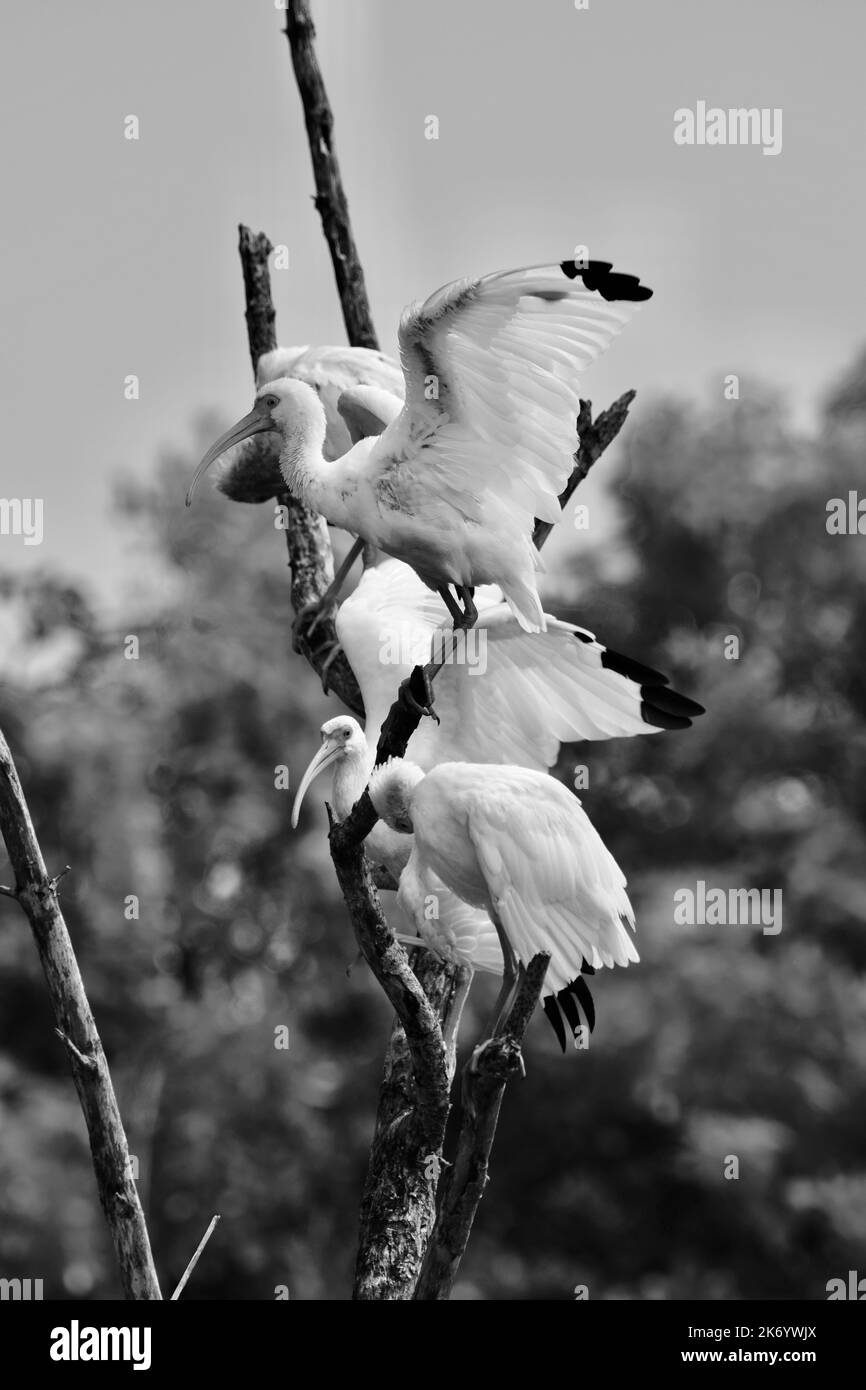 Un troupeau d'ibis blanc américain (Eudocimus albus) se prêtant en étant perché dans un arbre sur Ambergris Caye, Belize. Banque D'Images