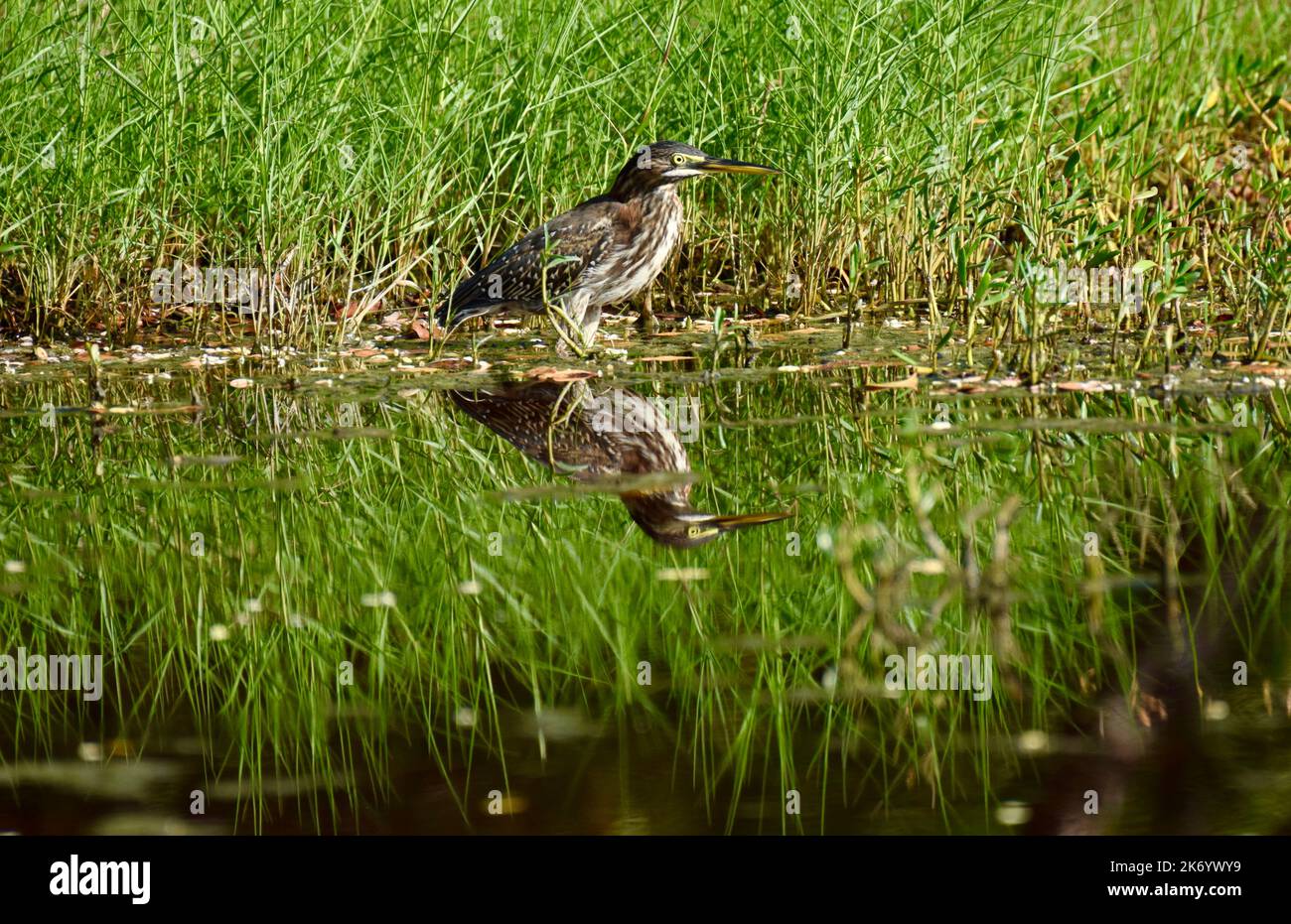 Un héron vert (Butorides virescens), mineur et isolé, se reflète dans l'eau et sur fond d'herbe verte à Ambergris Caye, Belize, Amérique centrale. Banque D'Images