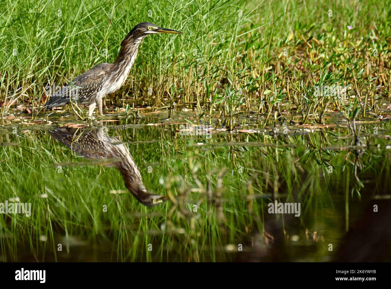 Un héron vert (Butorides virescens), mineur et isolé, se reflète dans l'eau et sur fond d'herbe verte à Ambergris Caye, Belize, Amérique centrale. Banque D'Images
