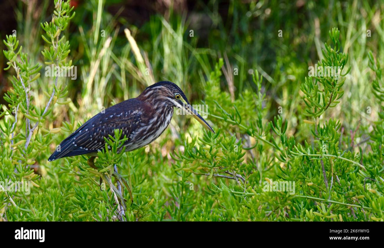 Un héron vert (Butorides virescens), mineur et isolé, perché sur un fond vert à Ambergris Caye, Belize, Amérique centrale. Banque D'Images