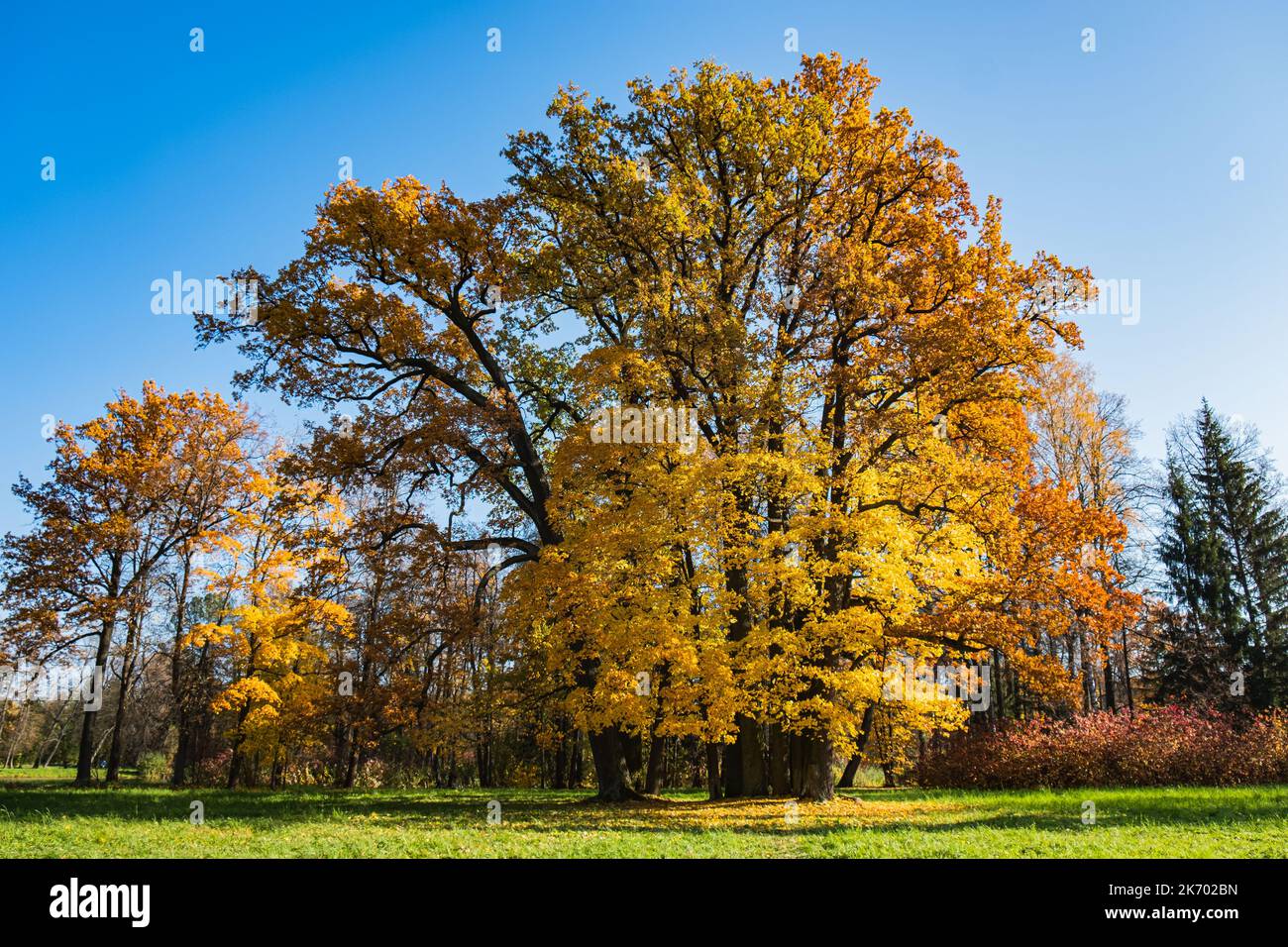 Chêne géant vieux de plusieurs siècles dans un parc d'automne avec des feuilles jaunes par temps ensoleillé. Superbe paysage d'automne, les feuilles mortes se trouvent sous un arbre. Banque D'Images