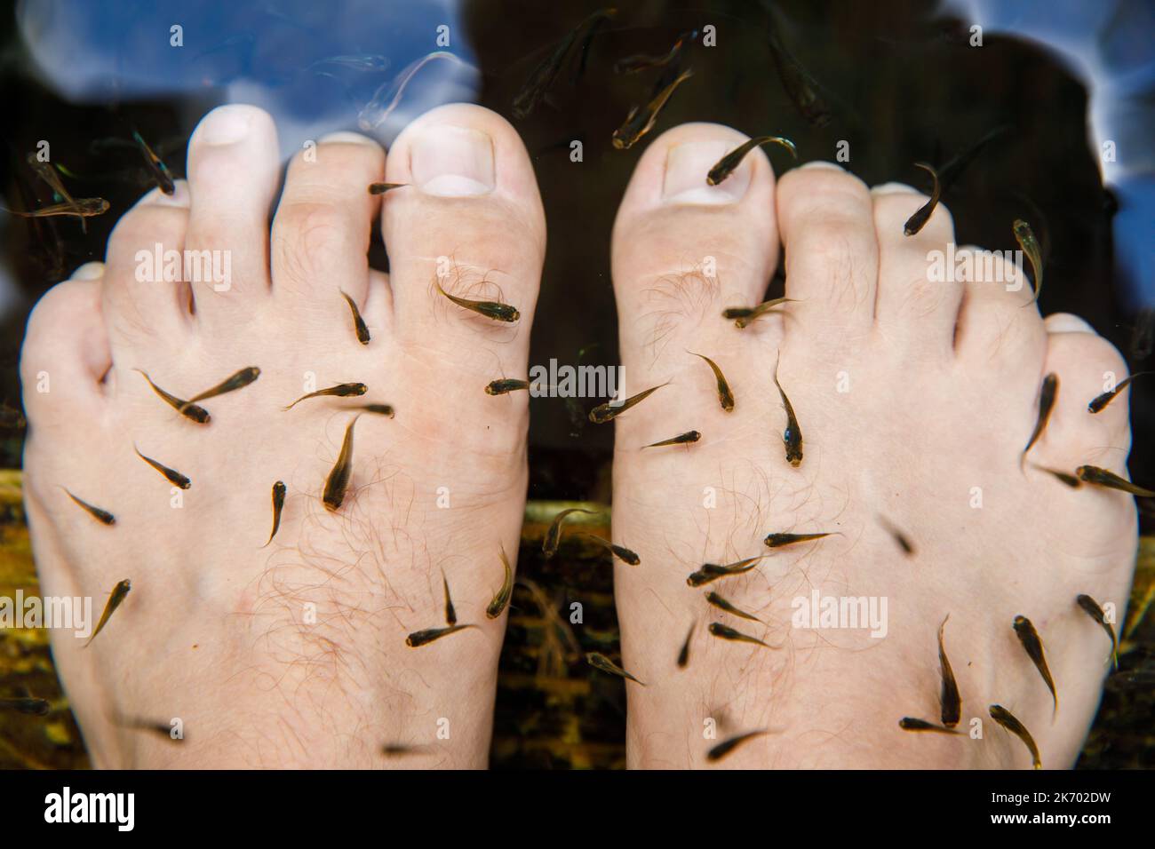 Procédure de pelage dans l'aquarium. Soin spa avec poisson tropical. Banque D'Images