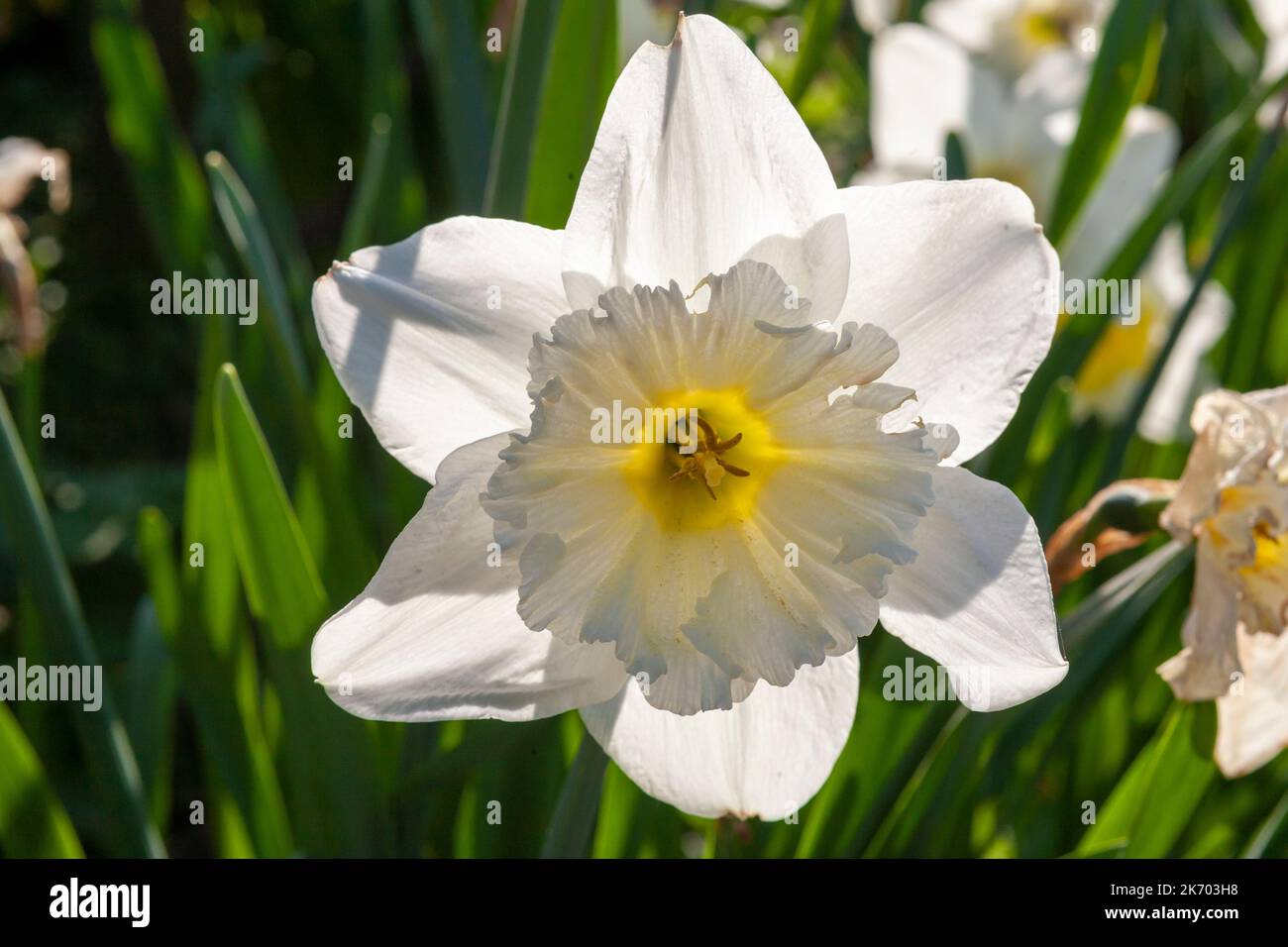 Les narcisses blanches fleurissent dans un gros plan rétroéclairé : Leonardslee Gardens, West Sussex, Royaume-Uni Banque D'Images