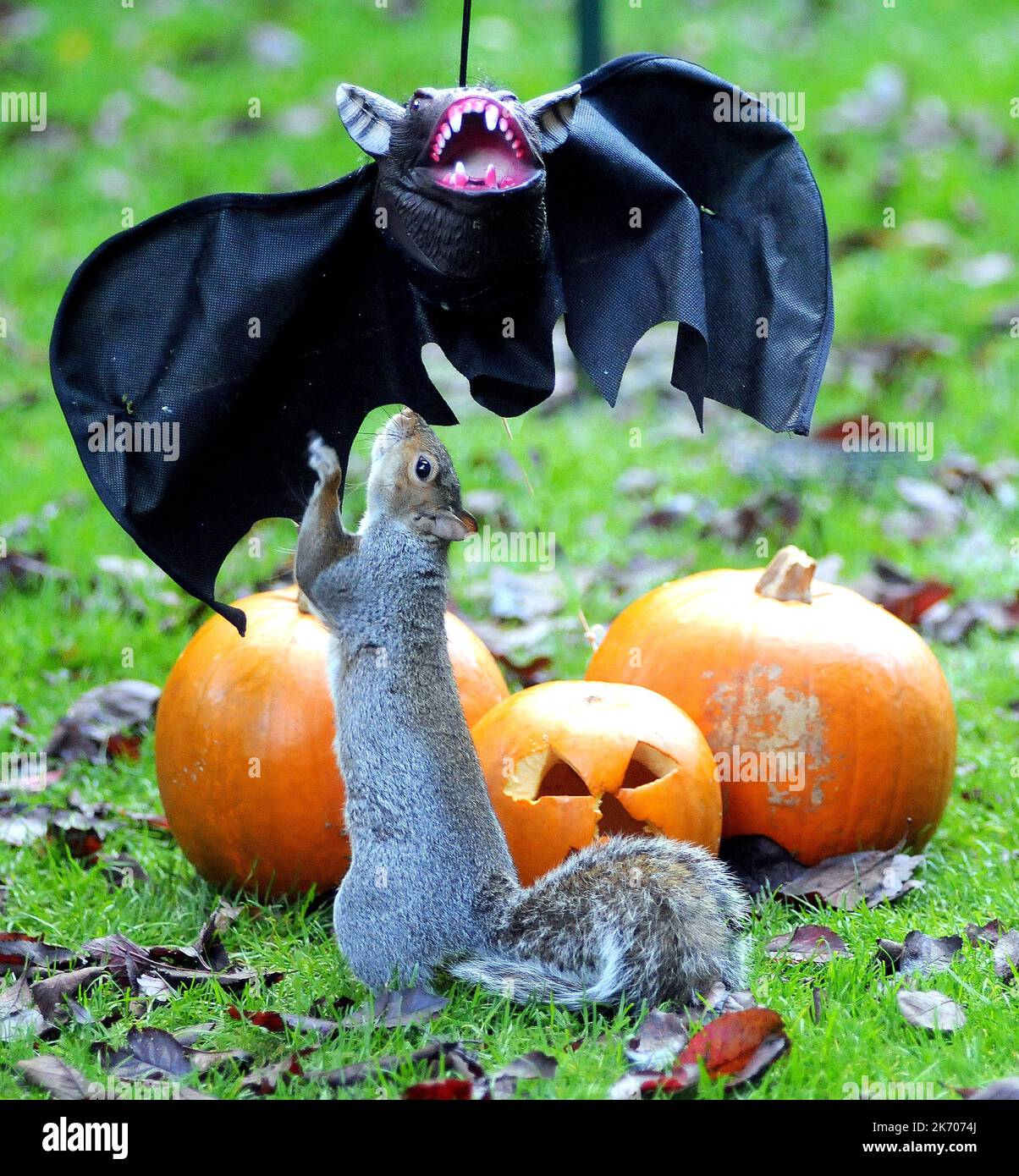 HALLOW Mike Walker photos attention nouvelles/photos HALLOW Quand Vicky Freeman, 57 ans, a décidé d'accrocher un masque d'Halloween dans son jardin comme une décoration de fête, elle ne s'attendait pas à ce que Sam l'écureuil se joint à l'amusement. Sam trouva bientôt le masque de chauve-souris à son goût, en allant des trous d'oeil et en animant le costume noir. Grand-mère Vicky de Fareham, Hants a dit:’ Sam est un visiteur régulier de notre jardin et est presque dompté. ' Nous avons mis le masque pour nos petits-enfants, Paul et Kerry de la ligne de vêtements et la prochaine chose que nous savions que Sam grimpait à l'intérieur. Il n'avait pas du tout peur. Banque D'Images