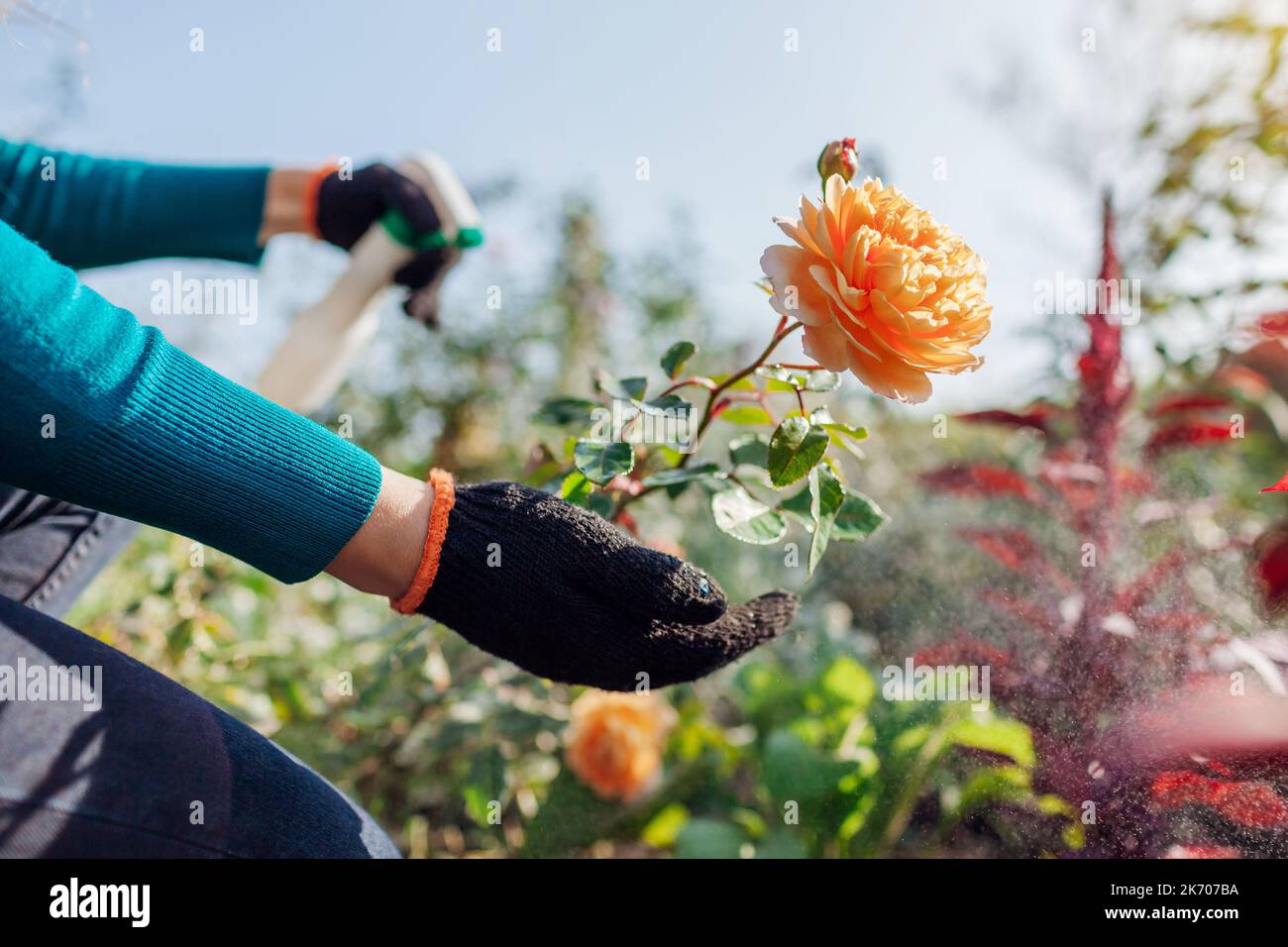 Protection des arbustes contre les champignons. Le jardinier pulvérise des roses anglaises avec un fongicide dans le jardin d'automne. Prévention et traitement des taches noires et de l'oïdium Banque D'Images