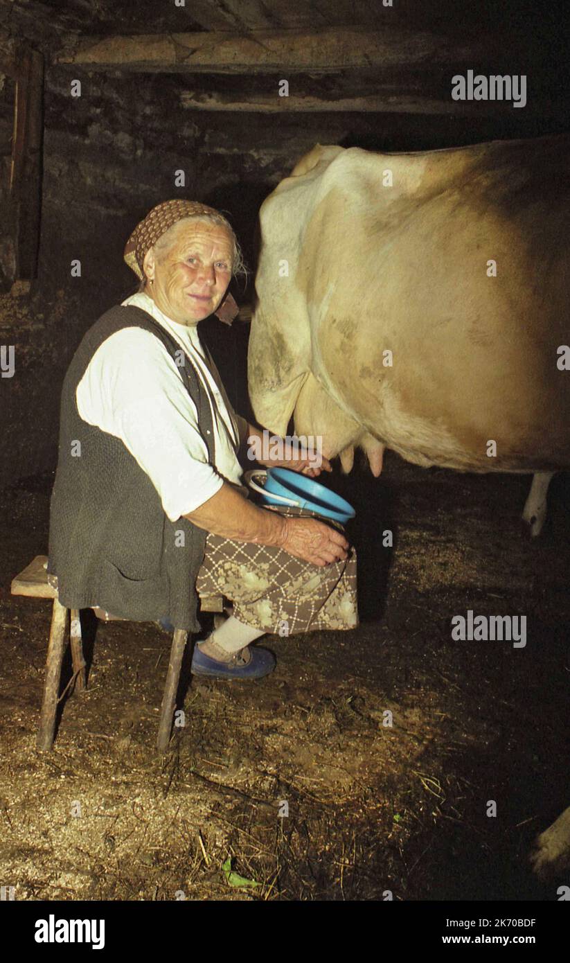 Brasov Comté, Roumanie, environ 1999. Femme qui traite une vache dans une écurie. Banque D'Images