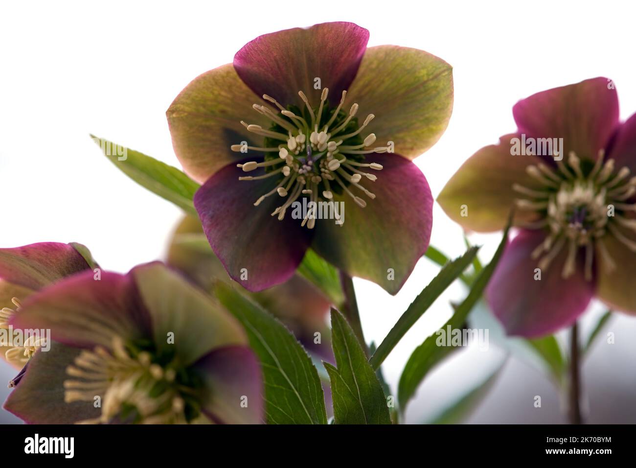 Hellebore violet (Helleborus purpurascens) en pleine floraison photographié dans le parc national de Bükk, qui est un parc national dans les montagnes de Bükk Banque D'Images