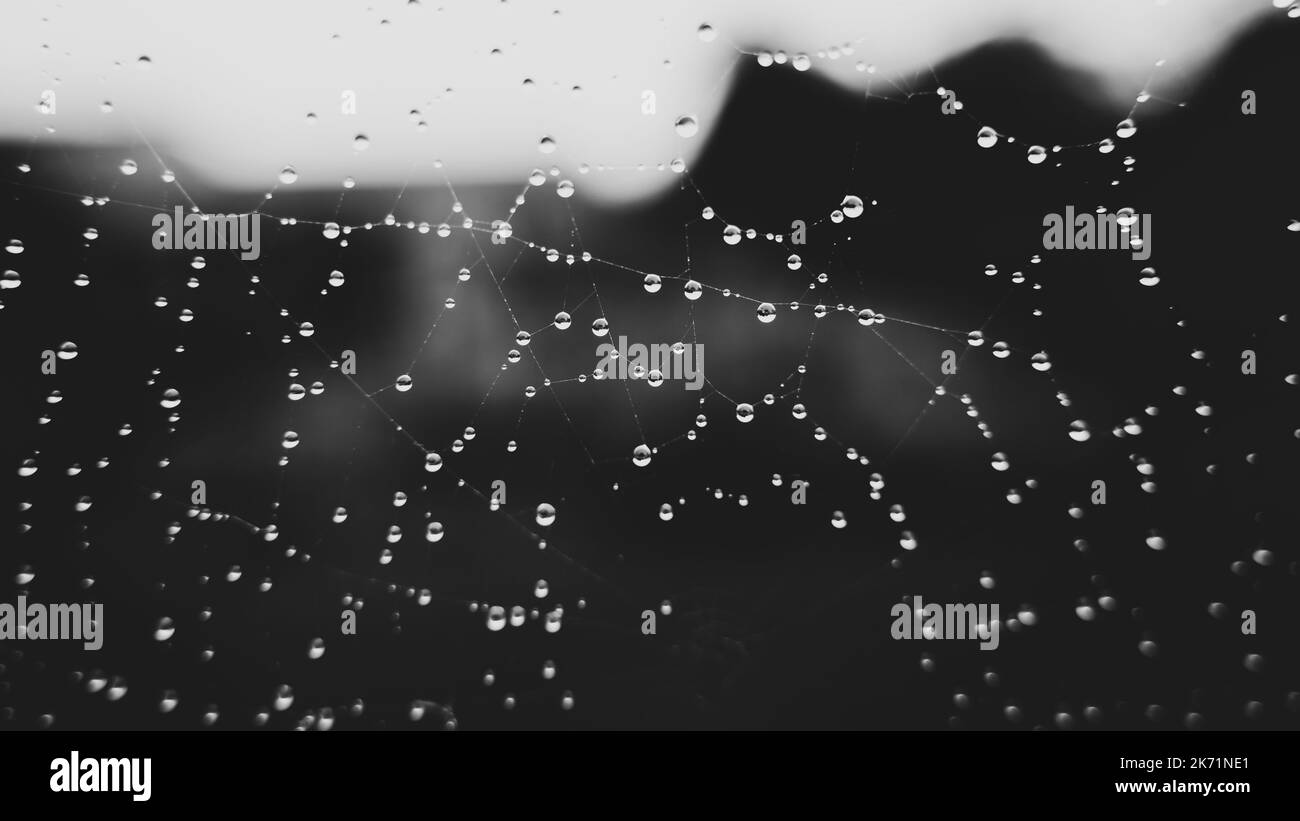 Gouttes d'eau sur une toile d'araignée gros plan sur un arrière-plan flou en noir et blanc. Magnifique arrière-plan abstrait Banque D'Images