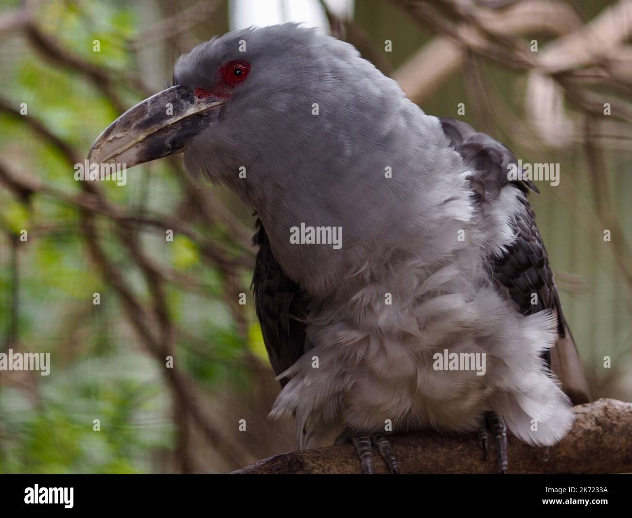 Un Cuckoo à la chaîne extraordinaire et curieux avec des yeux rouges et une facture puissante et massive. Banque D'Images