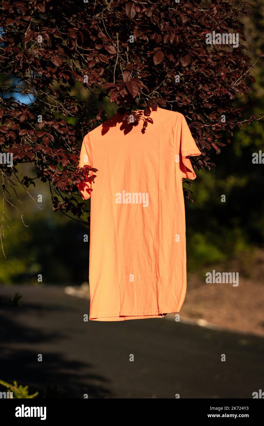 Une chemise orange est suspendue dans un arbre pour un événement chaque enfant/Orange shirt Day le 30 septembre. L'événement a attiré l'attention sur les pensionnats indiens. Banque D'Images