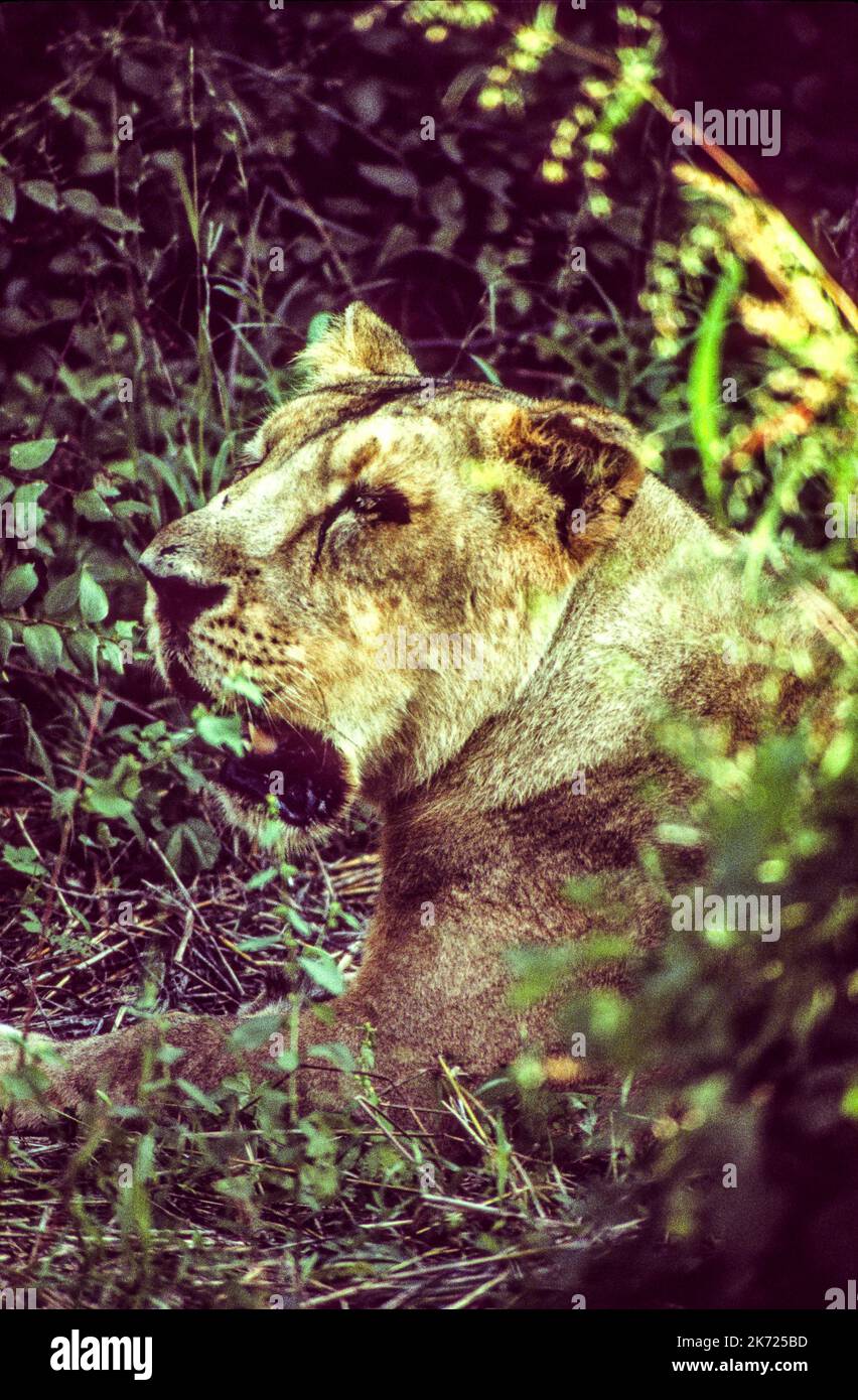 Le parc national de la forêt de GIR, État du Gujarat, est le seul habitat survivant du lion asiatique ou indien (Panthera leo Leo) Banque D'Images