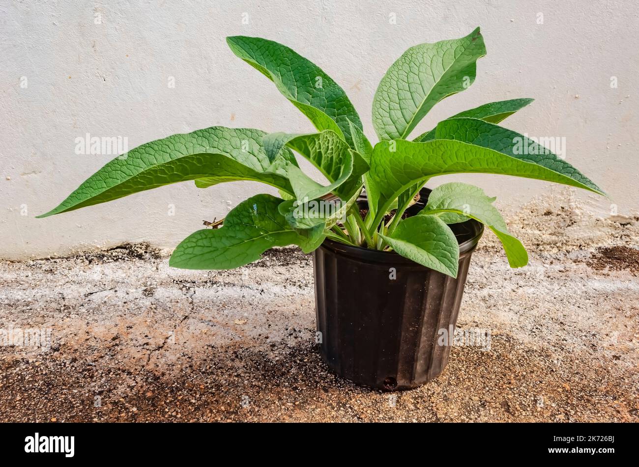 Une plante de comfrey pousse dans un pot de fleurs à l'extérieur, en besided un mur de couleur pâle. Banque D'Images