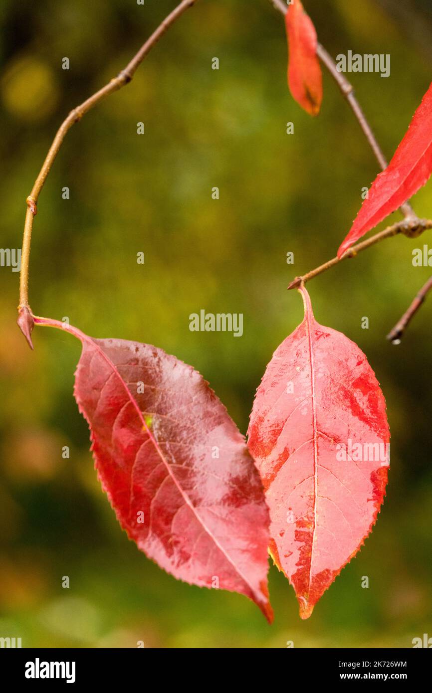 Blackhaw, Viburnum lentago, automne, Nannyberry Banque D'Images