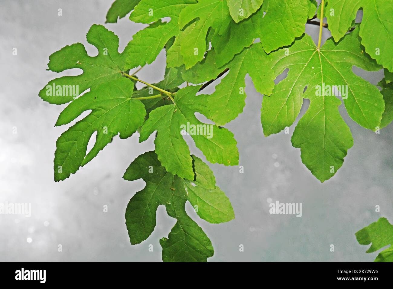 Fig feuilles sur eau blanche Banque D'Images