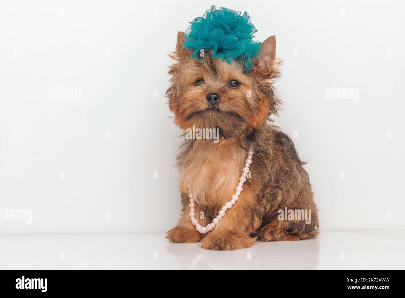 chien terrier chic du yorkshire portant une fleur bleue sur la tête et des perles sur le cou sur fond gris Banque D'Images