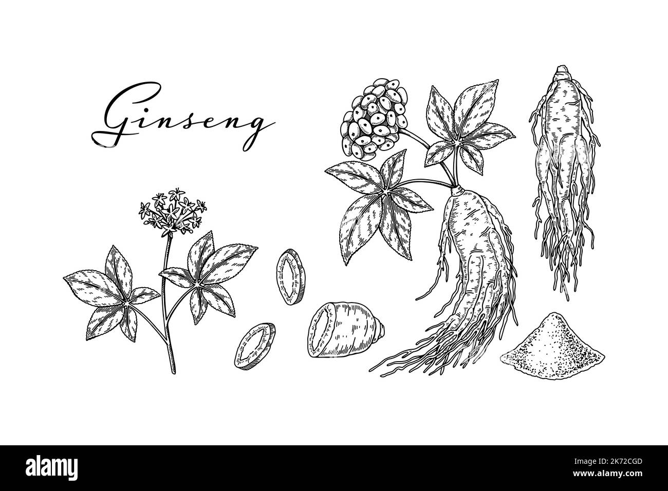 Ensemble de racines de ginseng sauvages dessinées à la main avec des feuilles et des baies isolées sur fond blanc. Illustration de vecteur botanique dans un style d'esquisse pour l'emballage, Illustration de Vecteur