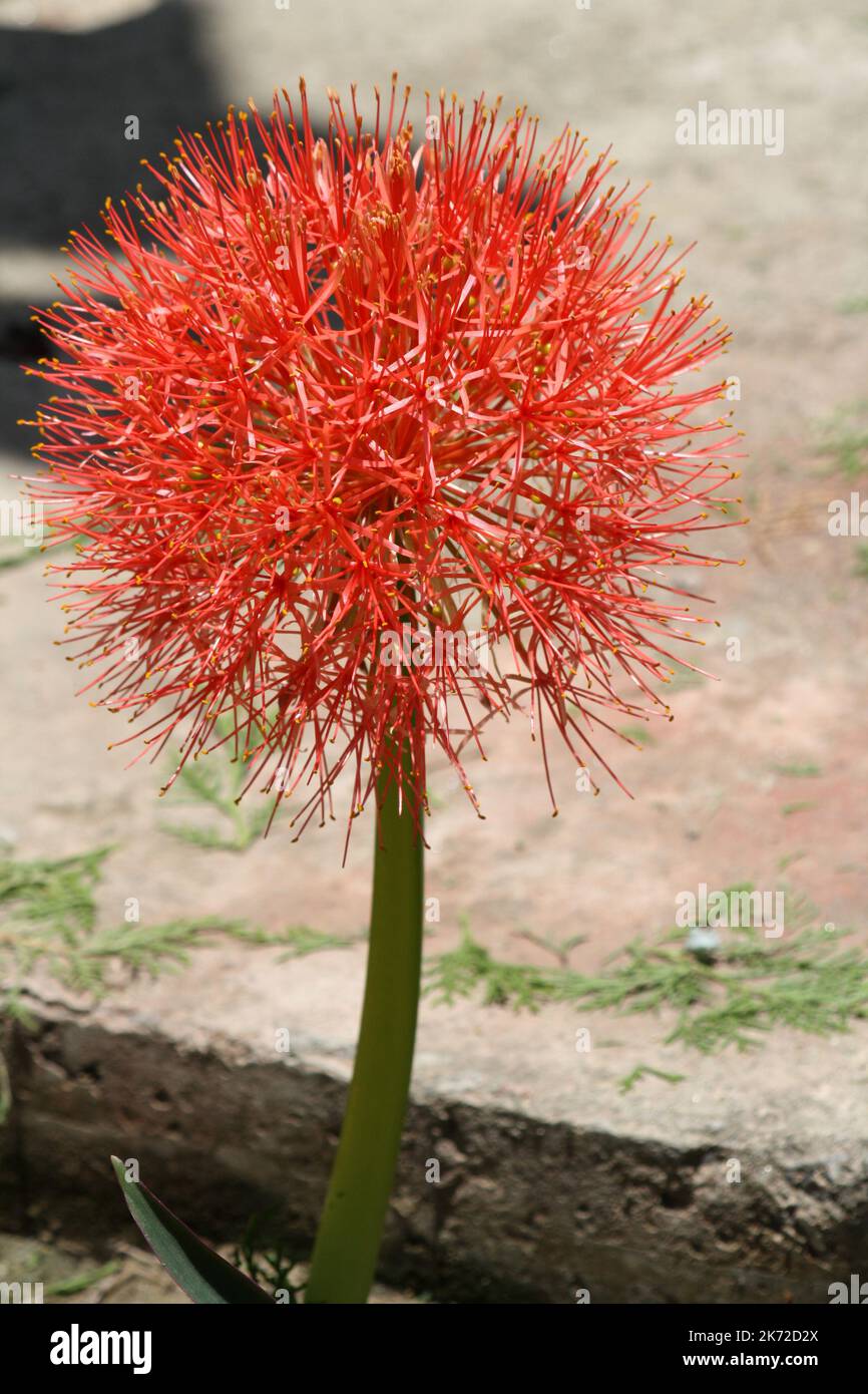 Lily de boule de feu (Scadoxus multiflorus) en fleur dans un jardin : (pix SShukla) Banque D'Images