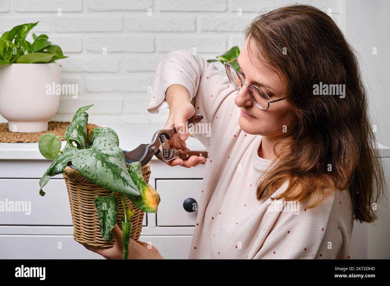 Une femme jardinière coupe des plantes sauvages dans un pot avec des ciseaux  de jardin, salon à la maison. Main femelle avec taille-cisaille couper une  fleur séchée. Scindapsus pic Photo Stock -