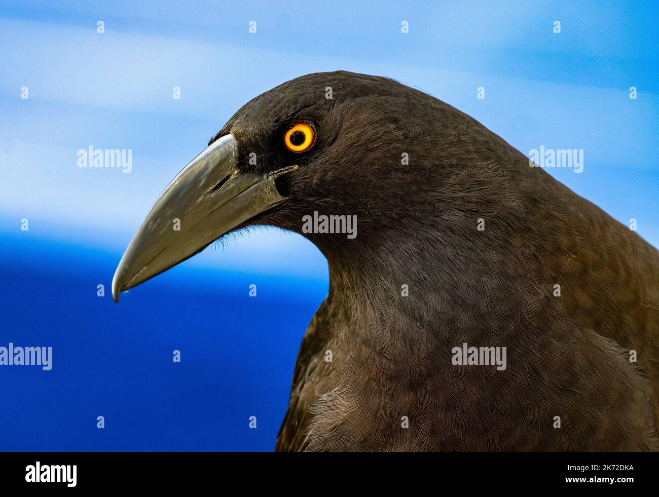 L'oeil vif, doré et le bec de l'oiseau indigène australien appelé le currawong. Nom de l'espèce: Streppera Banque D'Images