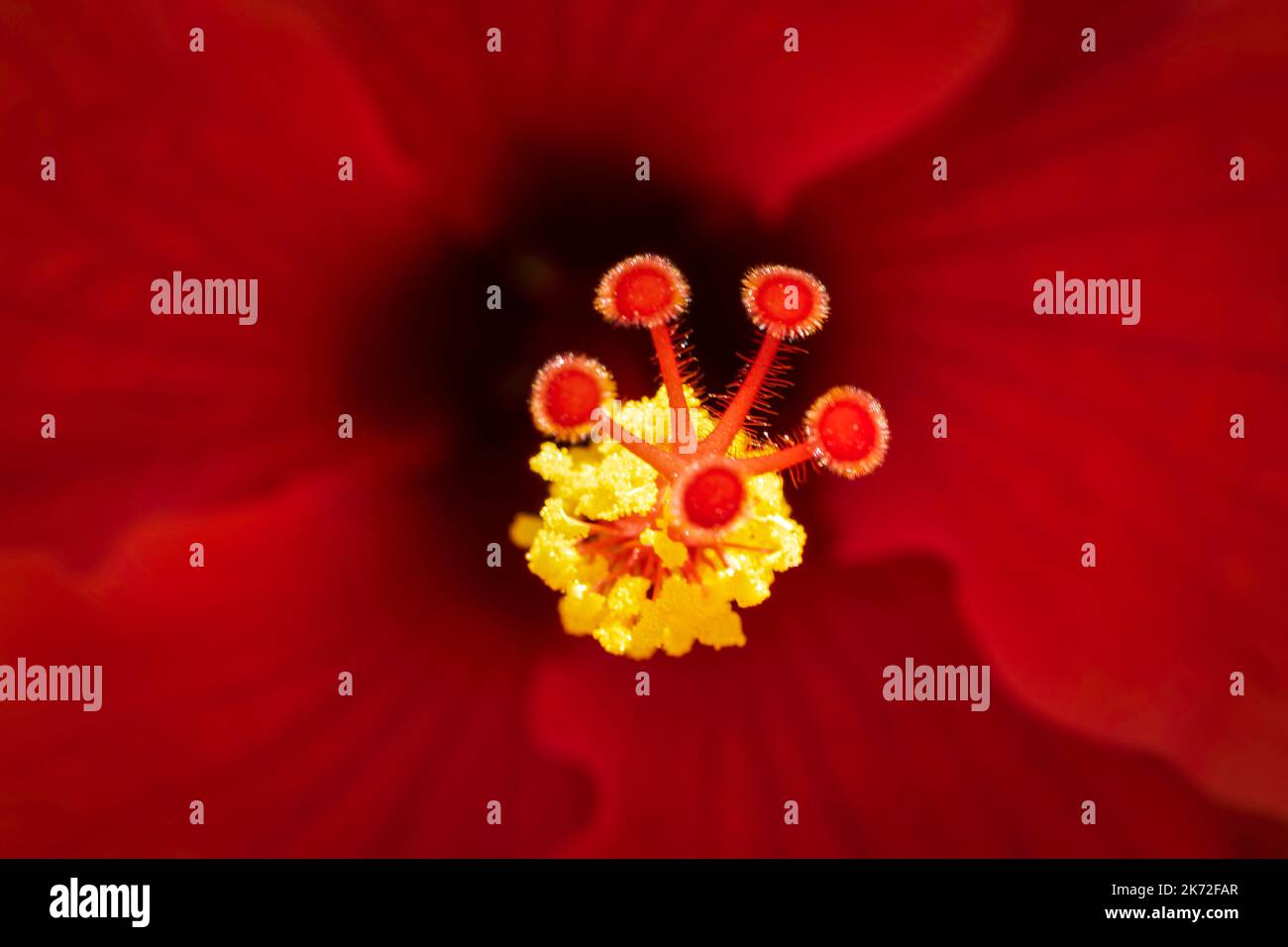 Image macro d'une fleur d'hibiscus rouge montrant un gros plan du pistil central avec une faible profondeur de fond de champ Banque D'Images