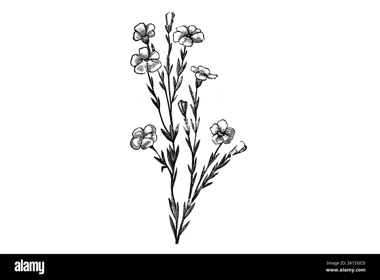 Lin Flower Plant (linum usitatissimum) - 1910s Vintage Illustration Banque D'Images