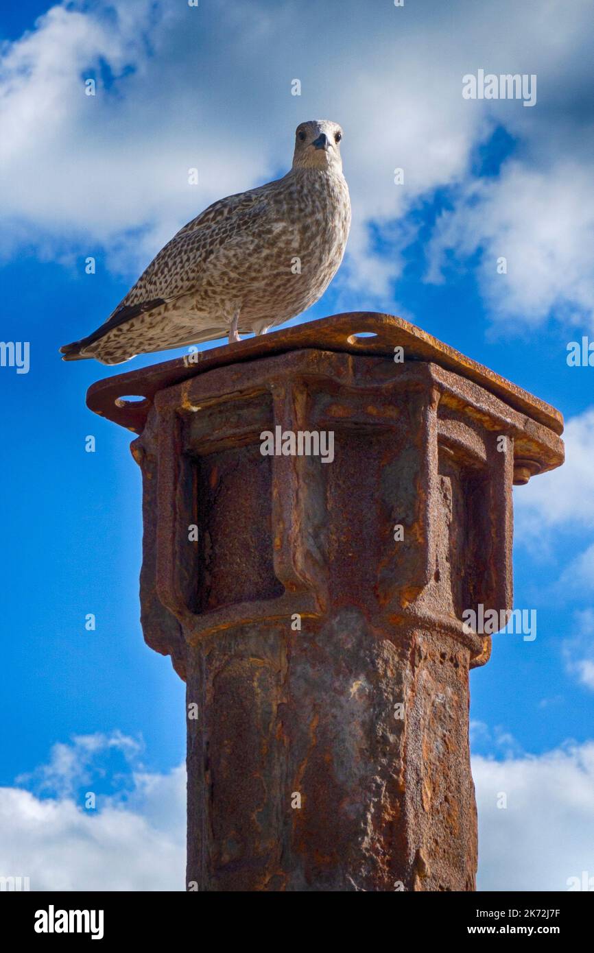 Un jeune mouette sur le front de mer de Brighton, debout sur un pilier en fer rouillé et regardant vers le bas Banque D'Images