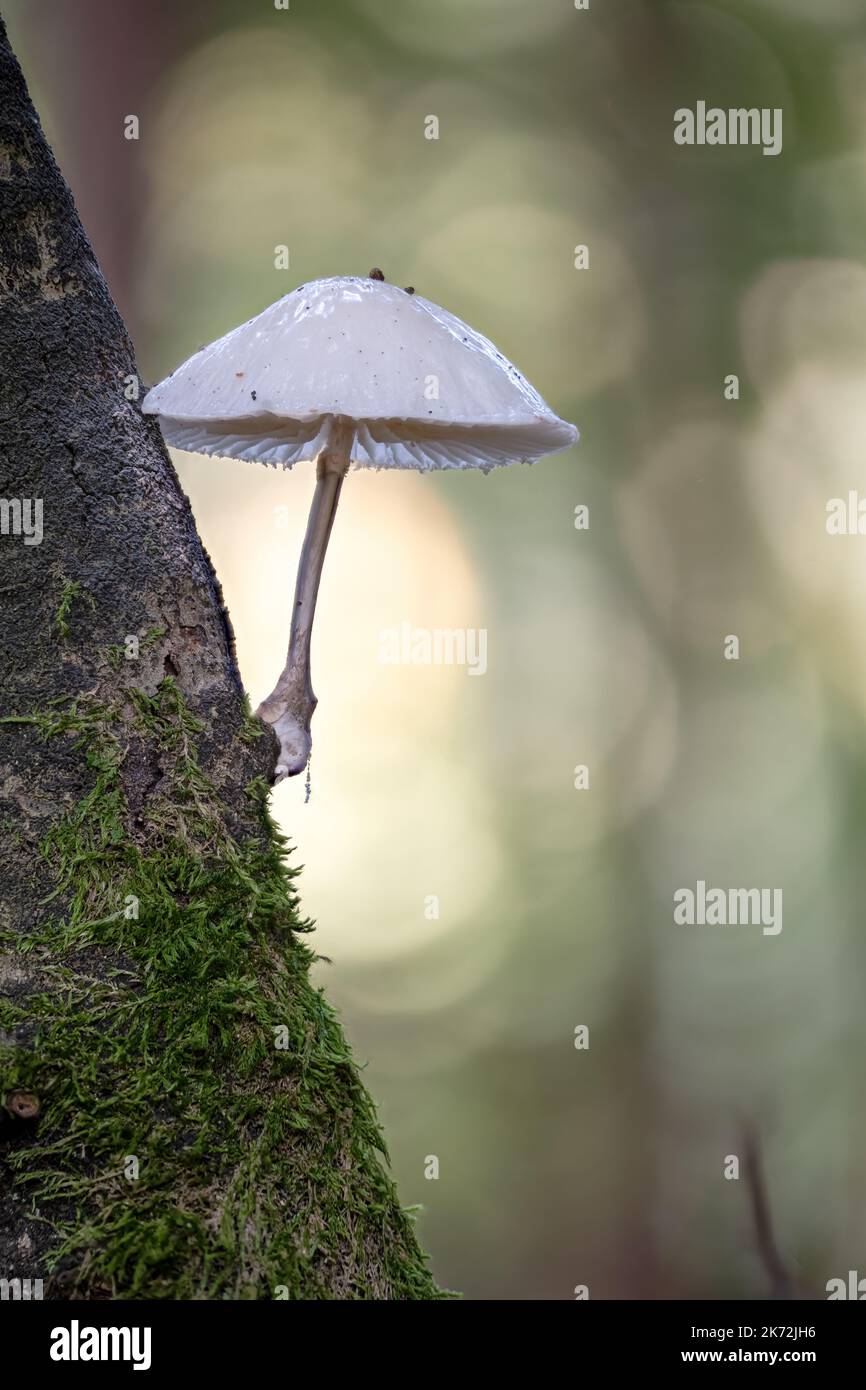 Le petit champignon blanc du capot se développe en diagonale d'une branche sombre sur un arrière-plan flou Banque D'Images